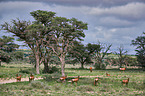 red hartebeests