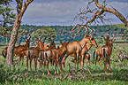 red hartebeests