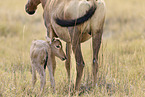 red hartebeest