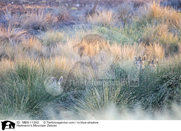 Hartmann's Mountain Zebras / MBS-11292