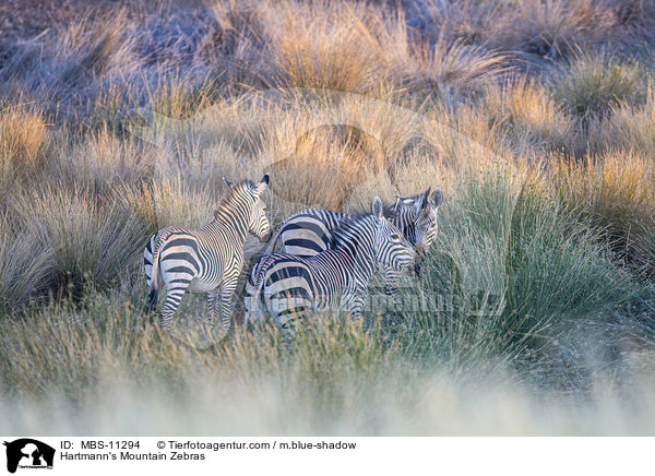 Hartmann-Bergzebras / Hartmann's Mountain Zebras / MBS-11294