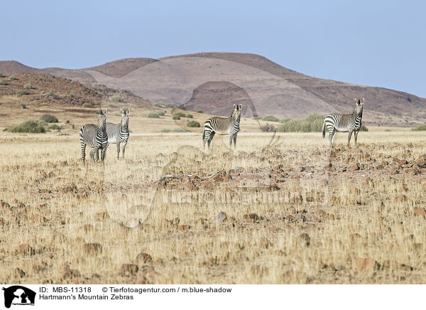 Hartmann-Bergzebras / Hartmann's Mountain Zebras / MBS-11318