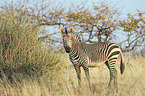 Hartmann's Mountain Zebra