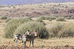 Hartmann's Mountain Zebras