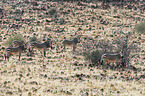 Hartmann's Mountain Zebras