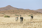 Hartmann's Mountain Zebras