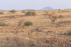 Hartmann's Mountain Zebras