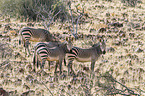 Hartmann's Mountain Zebras