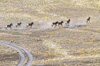 Hartmann's Mountain Zebras