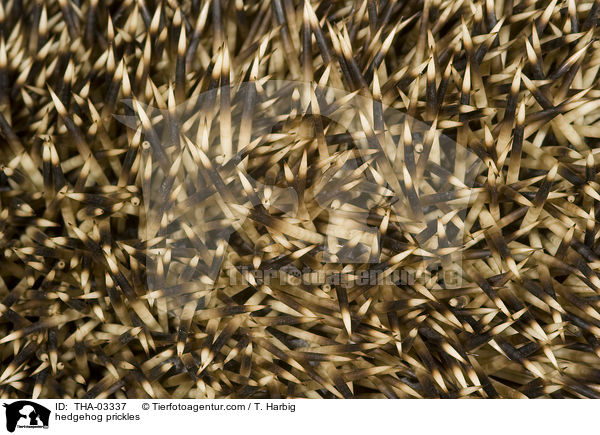 Igel Stacheln / hedgehog prickles / THA-03337