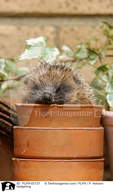 Igel / hedgehog / FLPA-02137
