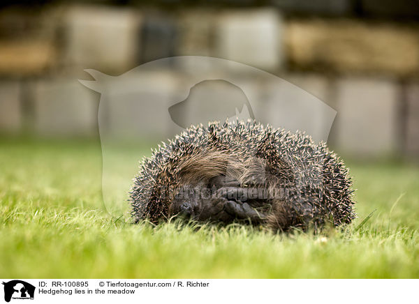Hedgehog lies in the meadow / RR-100895