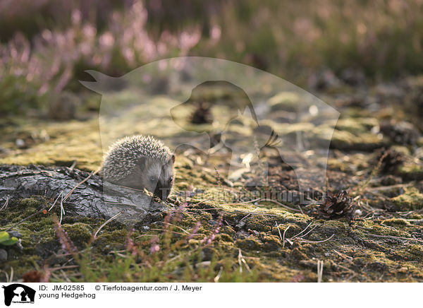 young Hedgehog / JM-02585