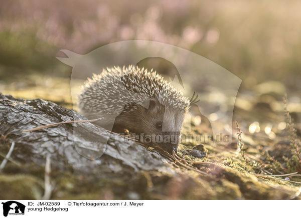 young Hedgehog / JM-02589