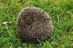 hedgehog
