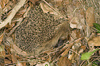 hedgehog