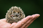 young hedgehog