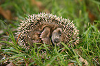young hedgehog