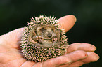 young hedgehog
