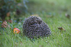 hedgehog