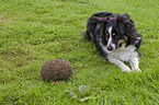 hedgehog