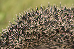 Spines of a hedgehog