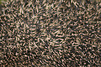 Spines of a hedgehog