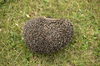 Hedgehog lies in the meadow