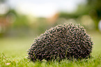 Hedgehog lies in the meadow