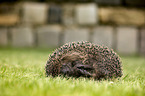 Hedgehog lies in the meadow