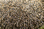 Spines of a hedgehog