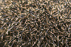 Spines of a hedgehog