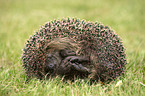 Hedgehog lies in the meadow