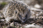 sitting Hedgehog