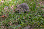 Hedgehog in the meadow