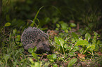 Hedgehog in the meadow