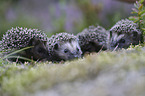 young Hedgehogs