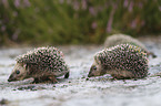 young Hedgehogs