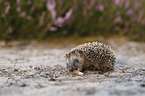 young Hedgehog