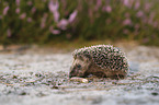 young Hedgehog