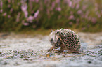 young Hedgehog