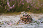 young Hedgehog