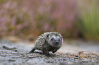 young Hedgehog