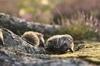 young Hedgehogs