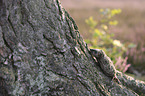 young Hedgehog