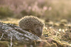 young Hedgehog