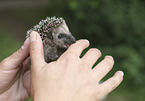 human with young Hedgehog