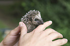 human with young Hedgehog
