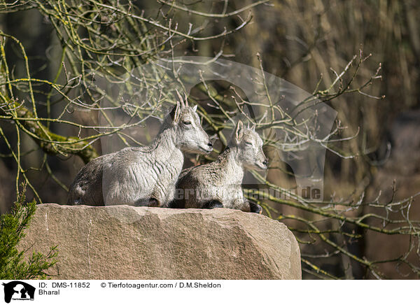 Blauschaf / Bharal / DMS-11852