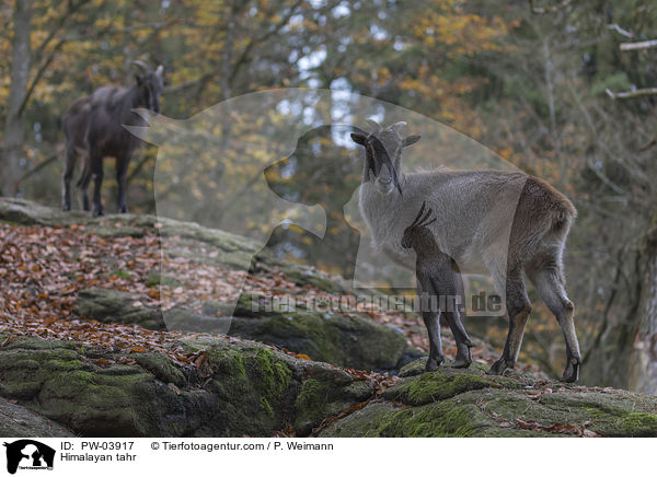 Himalayan tahr / PW-03917
